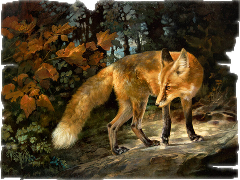 Red Fox in Forest — Orange, Natural