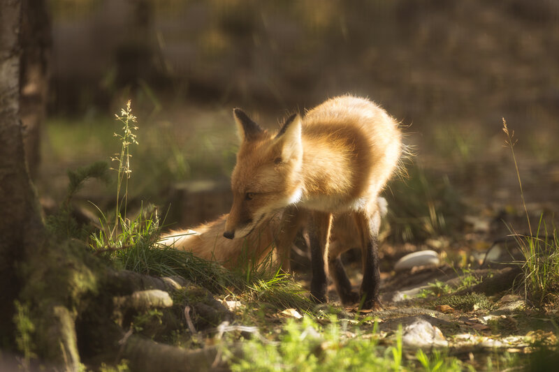 Red Fox in Forest — Orange, Serene, Afternoon