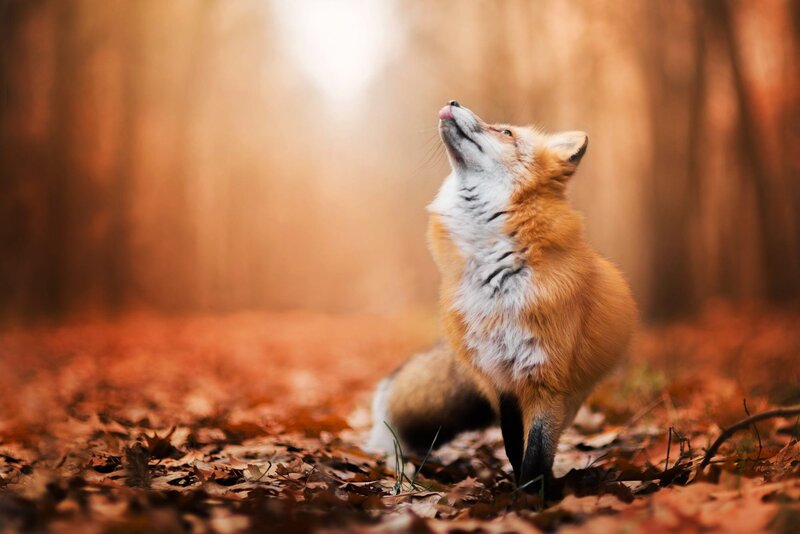 Red Fox in Forest — Orange, Serene, Autumn