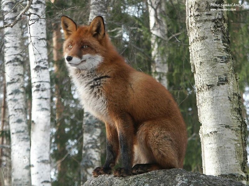 Red Fox in Forest — Orange