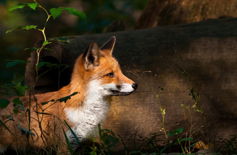 Red fox in forest