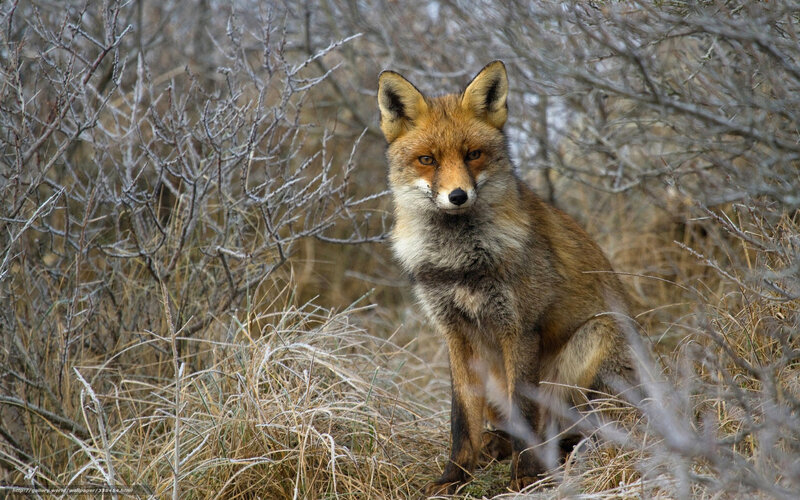 Red Fox in Frosty Grass