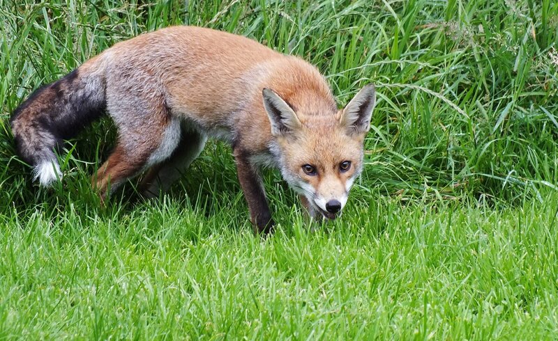 Red fox in grass