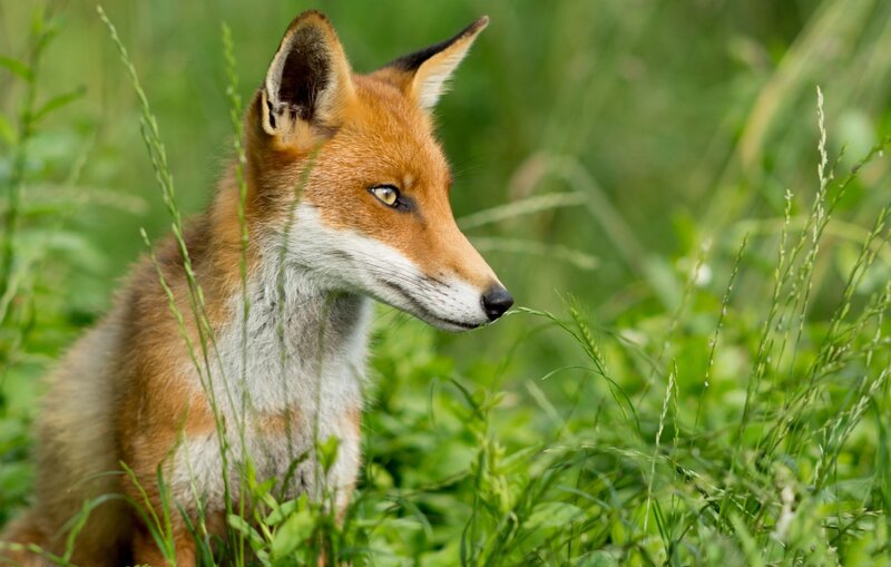 Red fox in grass