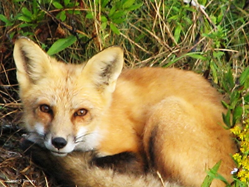 Red fox in grass