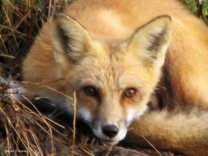 Red fox in grass