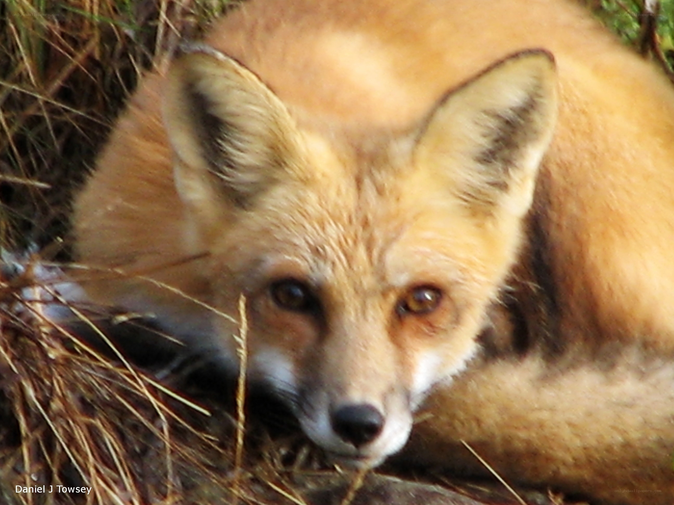 Red fox in grass