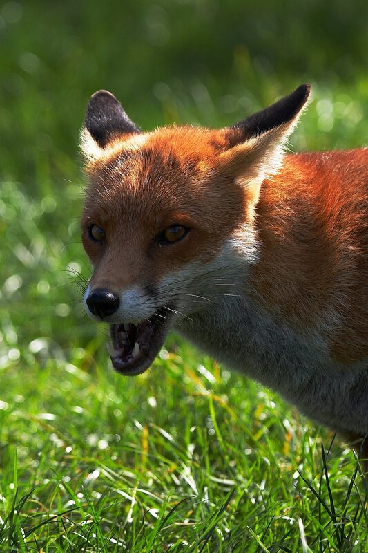 Red Fox in Grass — Alert, Afternoon