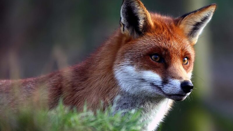 Red Fox in Grass — Alert