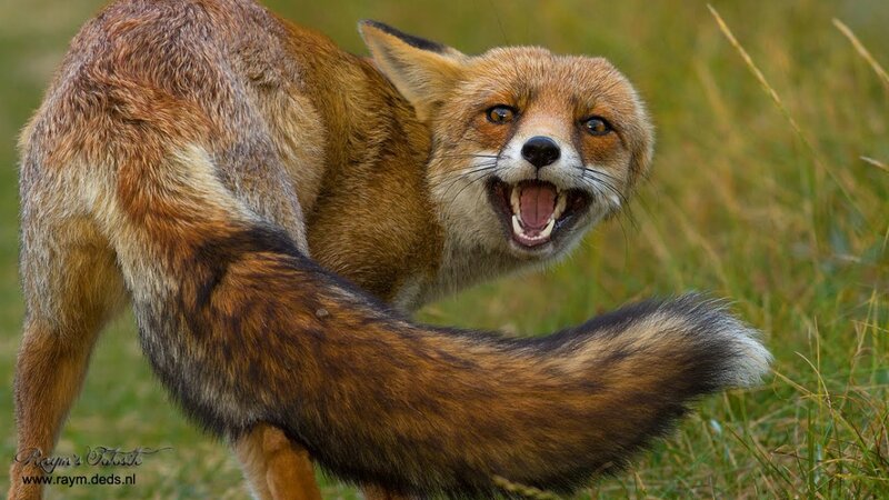 Red Fox in Grass — Brown, Aggressive, Photograph