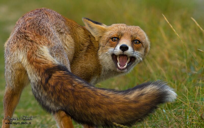 Red Fox in Grass — Brown, Aggressive