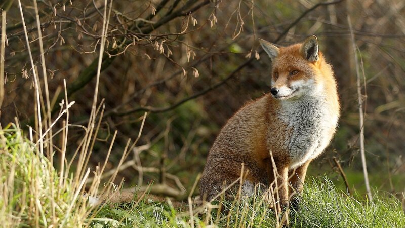 Red Fox in Grass — Brown, Alert, Afternoon, Photograph, Branches
