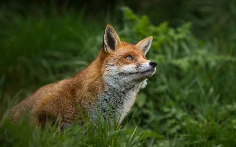 Red Fox in Grass — Brown, Alert, Afternoon, Photograph, Forest