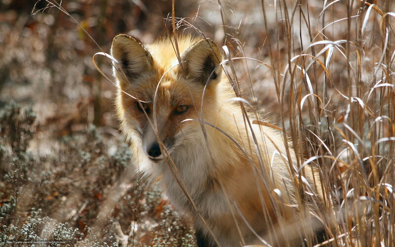 Red Fox in Grass — Brown, Alert, Afternoon, Photograph, Sunlight