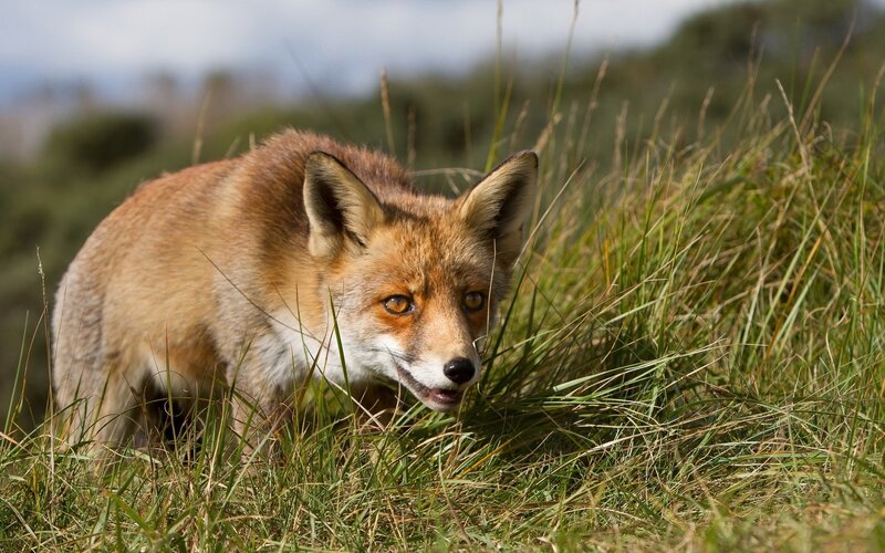 Red Fox in Grass — Brown, Alert, Afternoon, Photograph