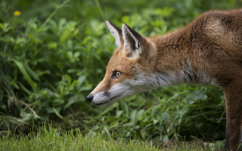 Red Fox in Grass — Brown, Alert, Afternoon