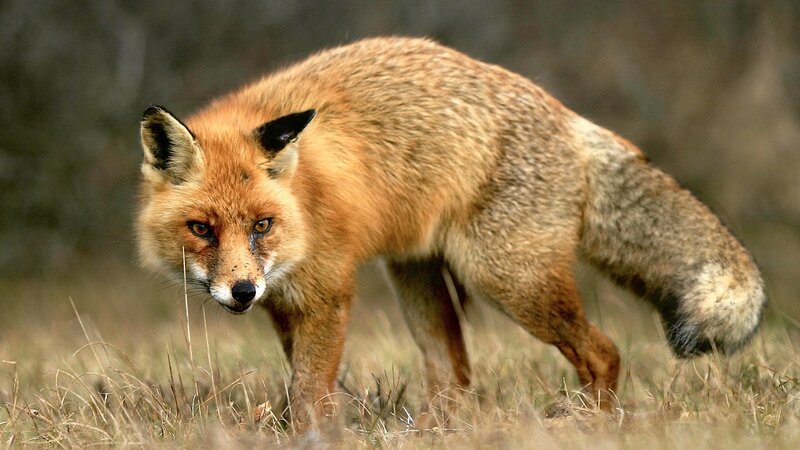 Red Fox in Grass — Brown, Alert, Autumn, Photograph, Forest