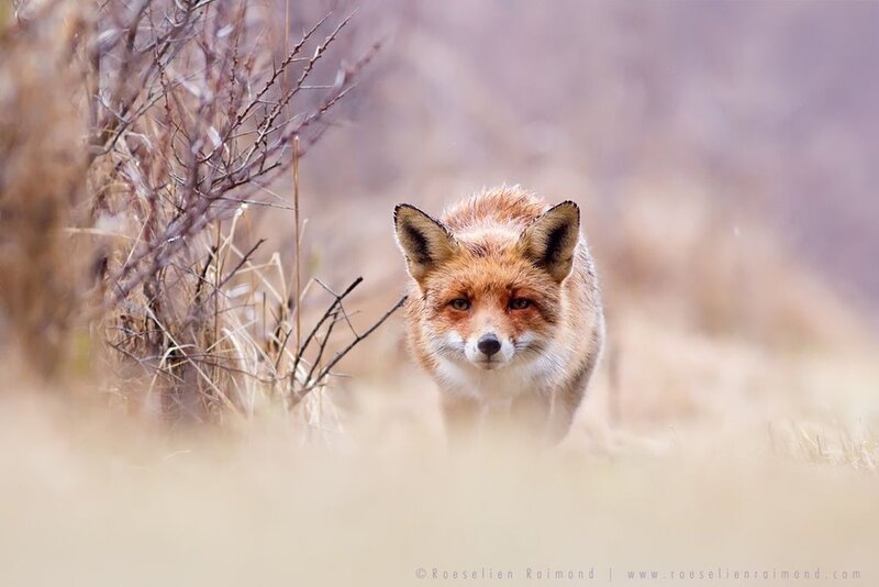 Red Fox in Grass — Brown, Alert, Autumn, Photograph