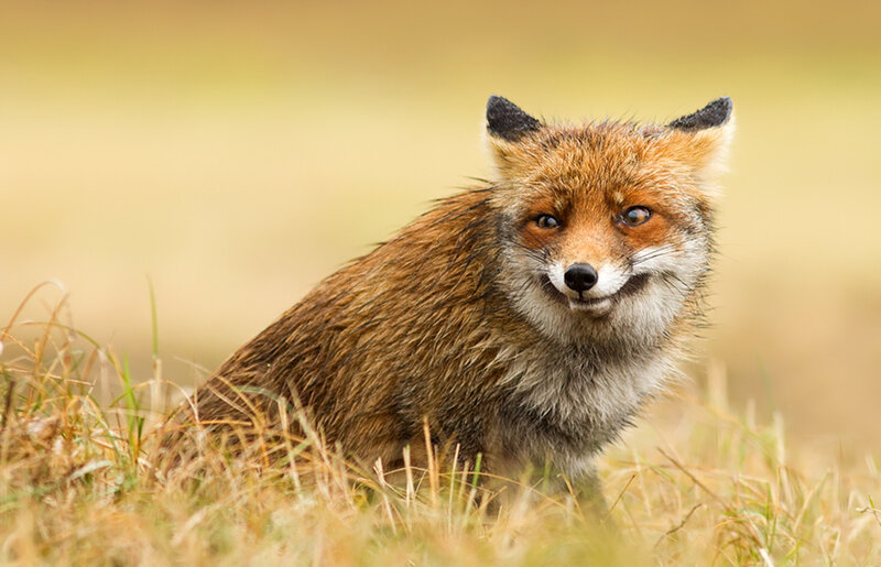 Red Fox in Grass — Brown, Alert, Autumn