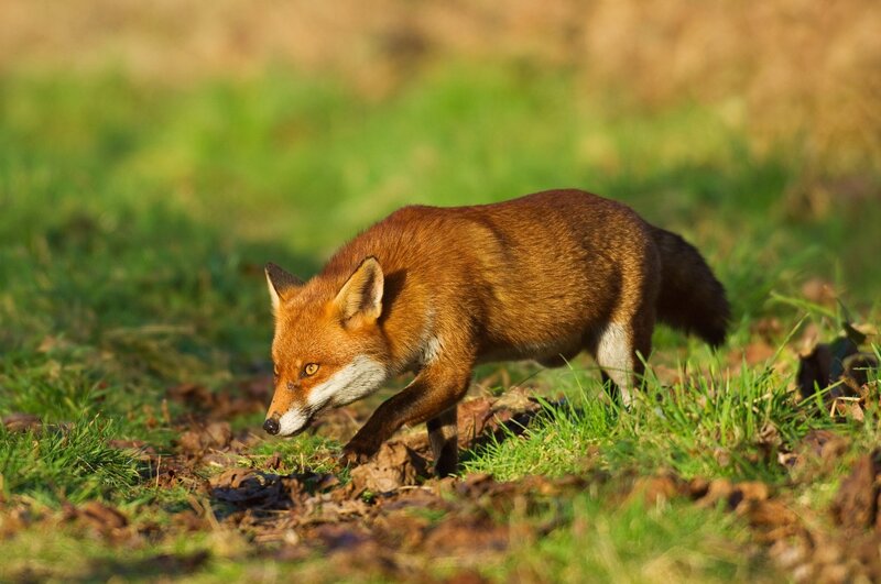 Red Fox in Grass — Brown, Alert, Morning