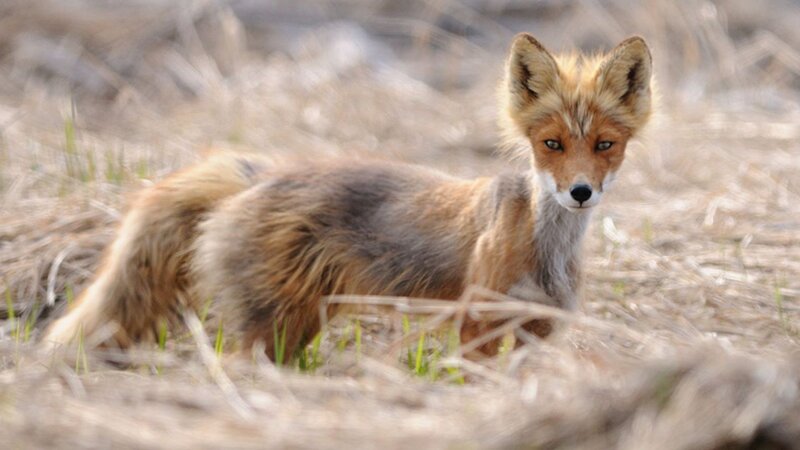 Red Fox in Grass — Brown, Alert, Spring
