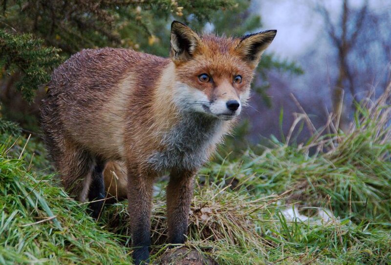 Red Fox in Grass — Brown, Alert