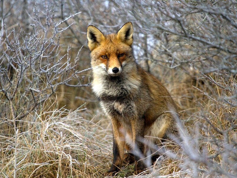 Red Fox in Grass — Brown, Alert, Winter