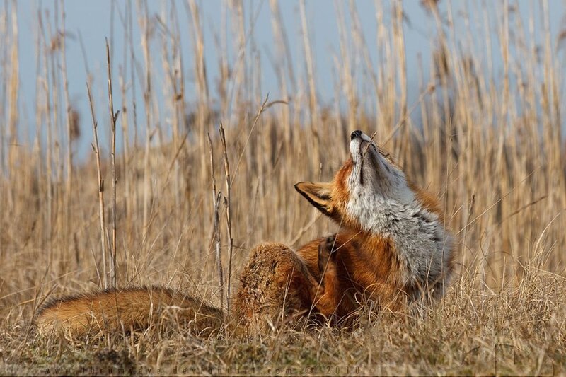 Red Fox in Grass — Brown, Calm, Afternoon, Photograph