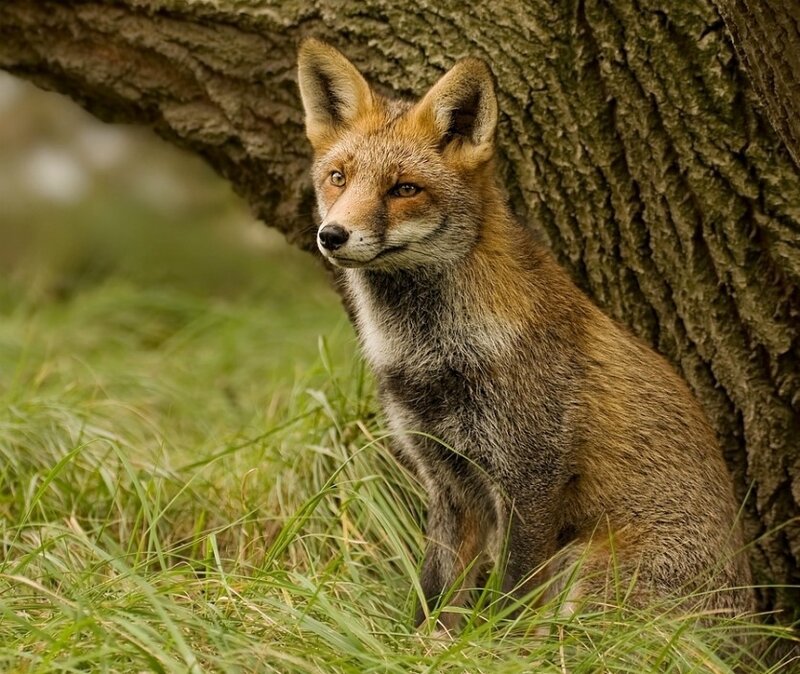 Red Fox in Grass — Brown, Calm, Afternoon