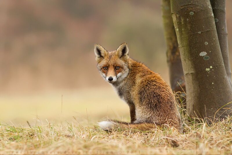 Red Fox in Grass — Brown, Calm, Autumn