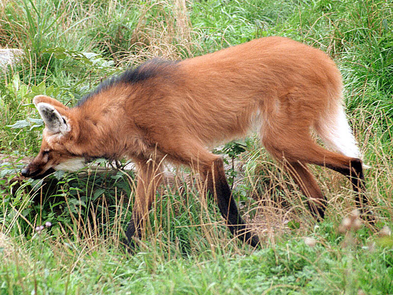 Red Fox in Grass — Brown, Natural