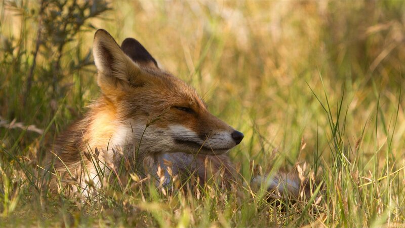 Red Fox in Grass — Brown, Serene, Afternoon, Photograph