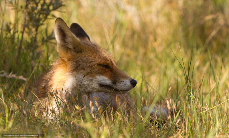 Red Fox in Grass — Brown, Serene, Afternoon