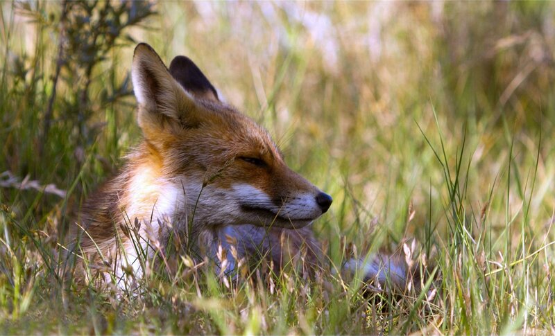 Red Fox in Grass — Brown, Serene