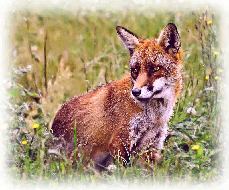 Red Fox in Grass — Brown