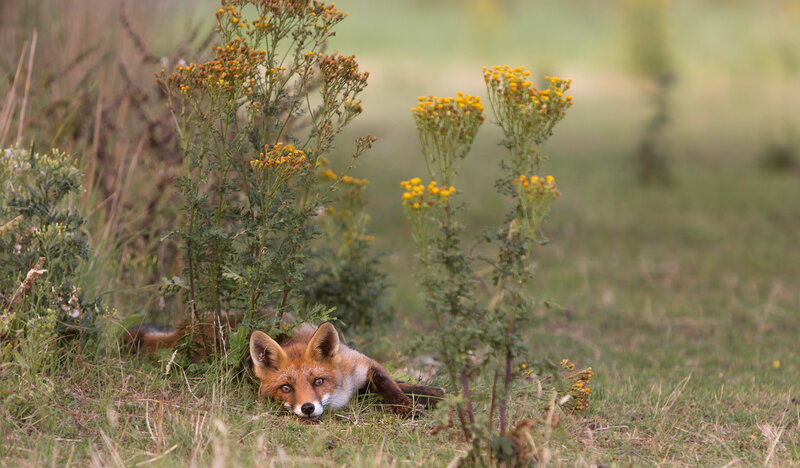 Red Fox in Grass — Green, Calm, Afternoon, Photograph