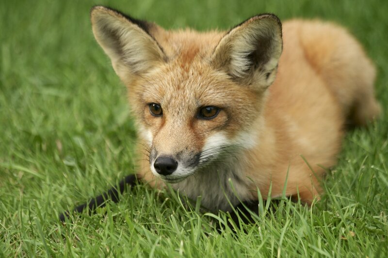 Red Fox in Grass — Green, Calm, Afternoon