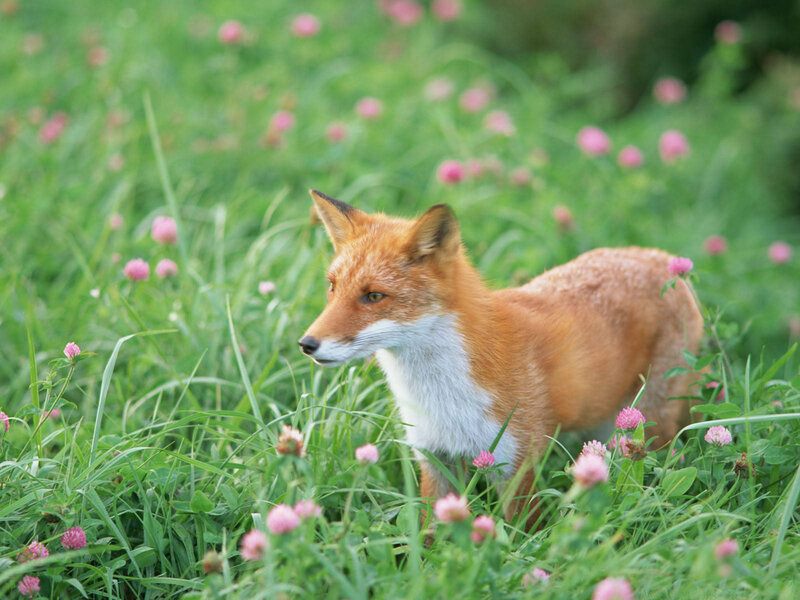 Red Fox in Grass — Green, Calm, Spring