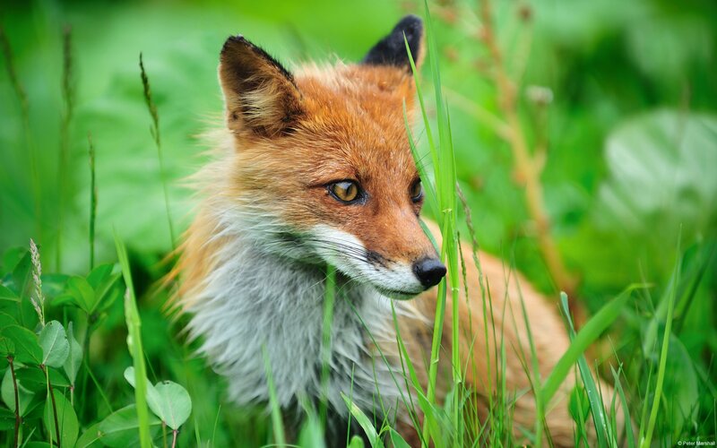Red Fox in Grass — Green, Calm, Summer