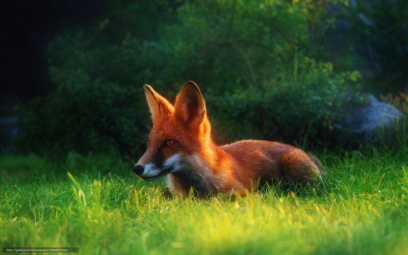 Red Fox in Grass — Green, Calm, Sunset