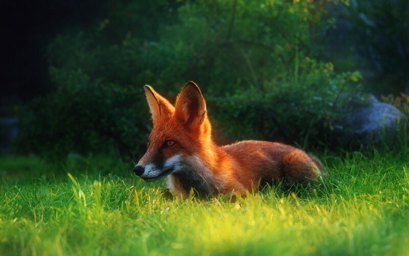 Red Fox in Grass — Green, Calm