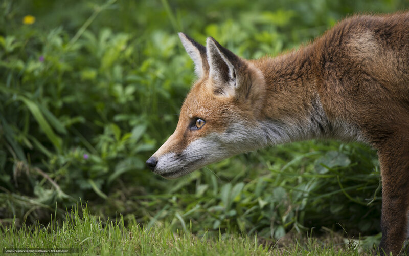 Red Fox in Grass — Green, Natural, Afternoon
