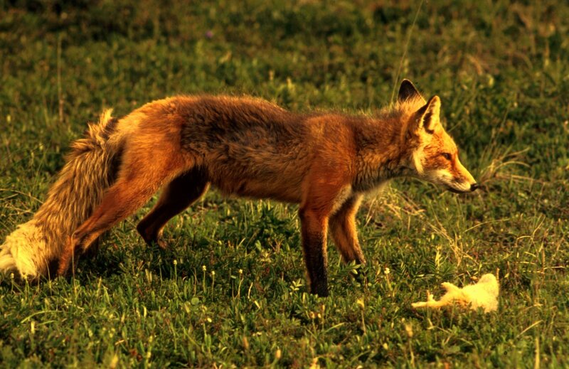 Red Fox in Grass — Green, Natural, Sunset, Photograph