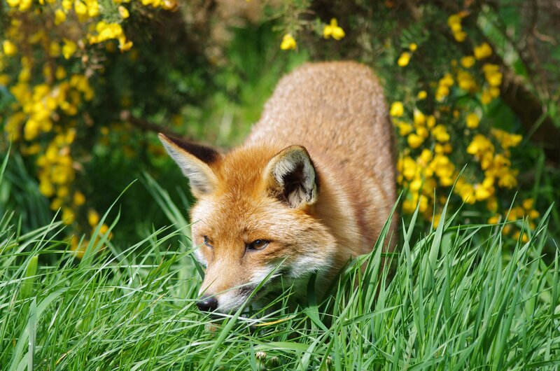 Red Fox in Grass — Green, Natural