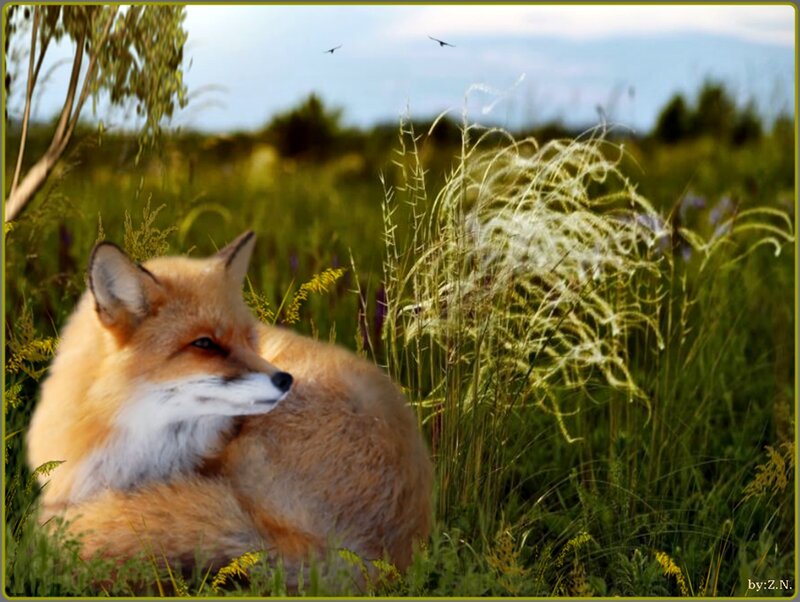 Red Fox in Grass — Green, Serene, Afternoon