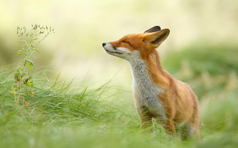 Red Fox in Grass — Green, Serene, Morning