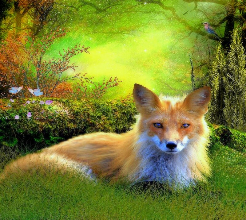 Red Fox in Grass — Green, Serene, Spring