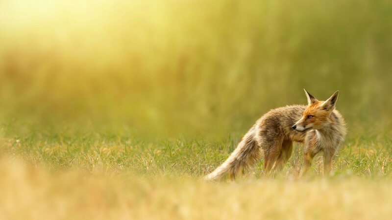 Red Fox in Grass — Green, Serene, Sunset