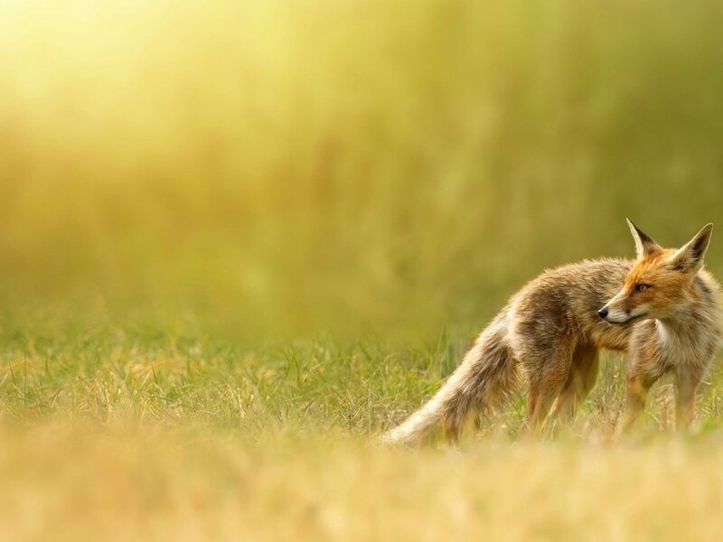Red Fox in Grass — Green, Serene