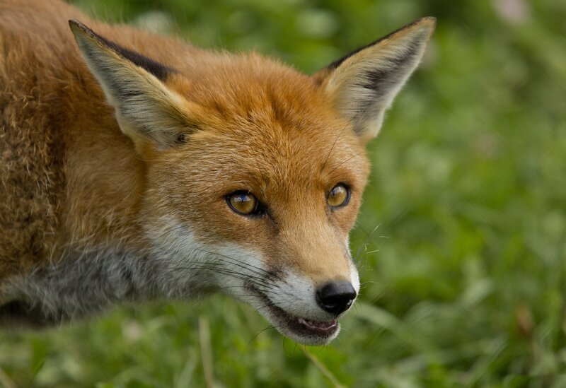 Red Fox in Grass — Orange, Alert, Afternoon, Photograph, Ears, Eyes